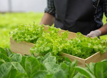 Leafy greens preservation