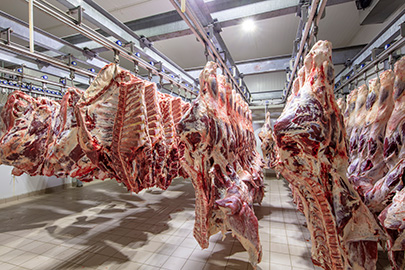 Slaughtering & primary processing