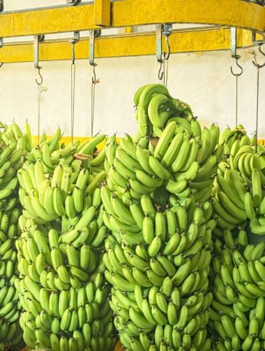CA storage & ripening rooms