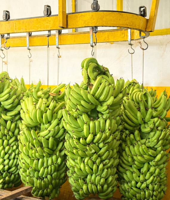 Precision control for peak maturity & maximum efficiency