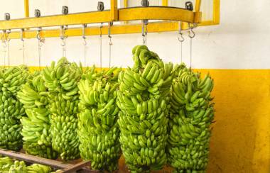 CA storage & ripening rooms